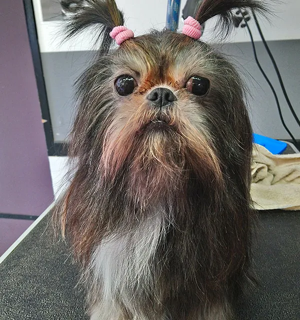 chihuahua avec deux couettes
