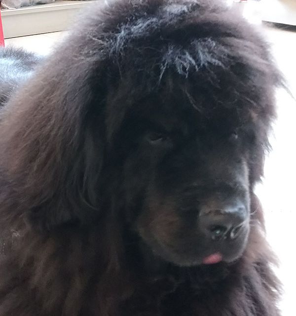 bouvier bernois noir