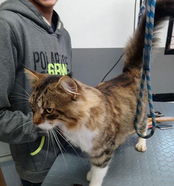 chat en plein toilettage