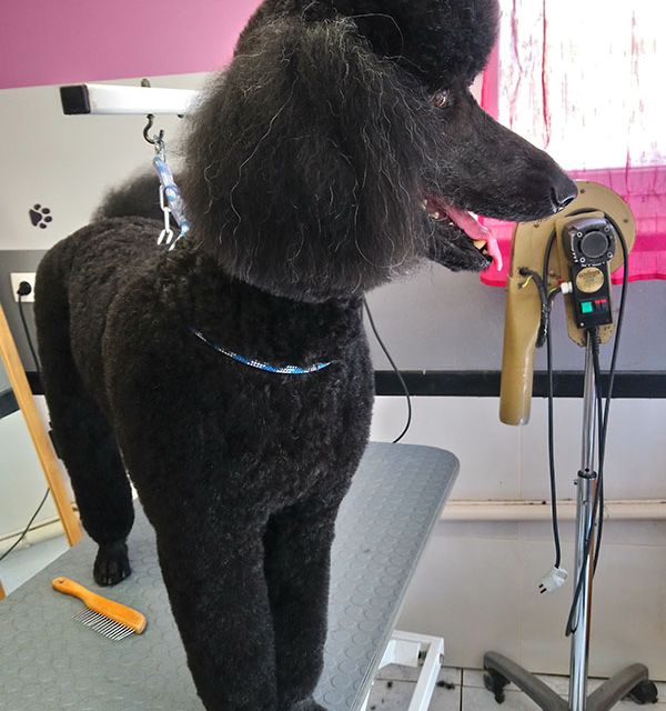 grand caniche noir