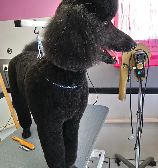 grand caniche noir