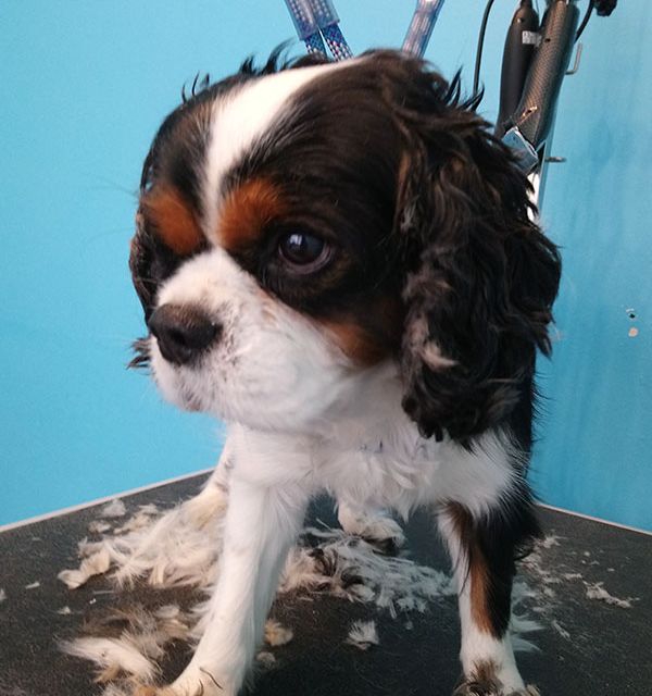 cavalier king charles en toilettage